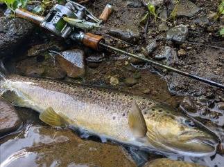 ブラウントラウト | 北海道に生息する鱒達 | 北海道の渓流ルアー釣り