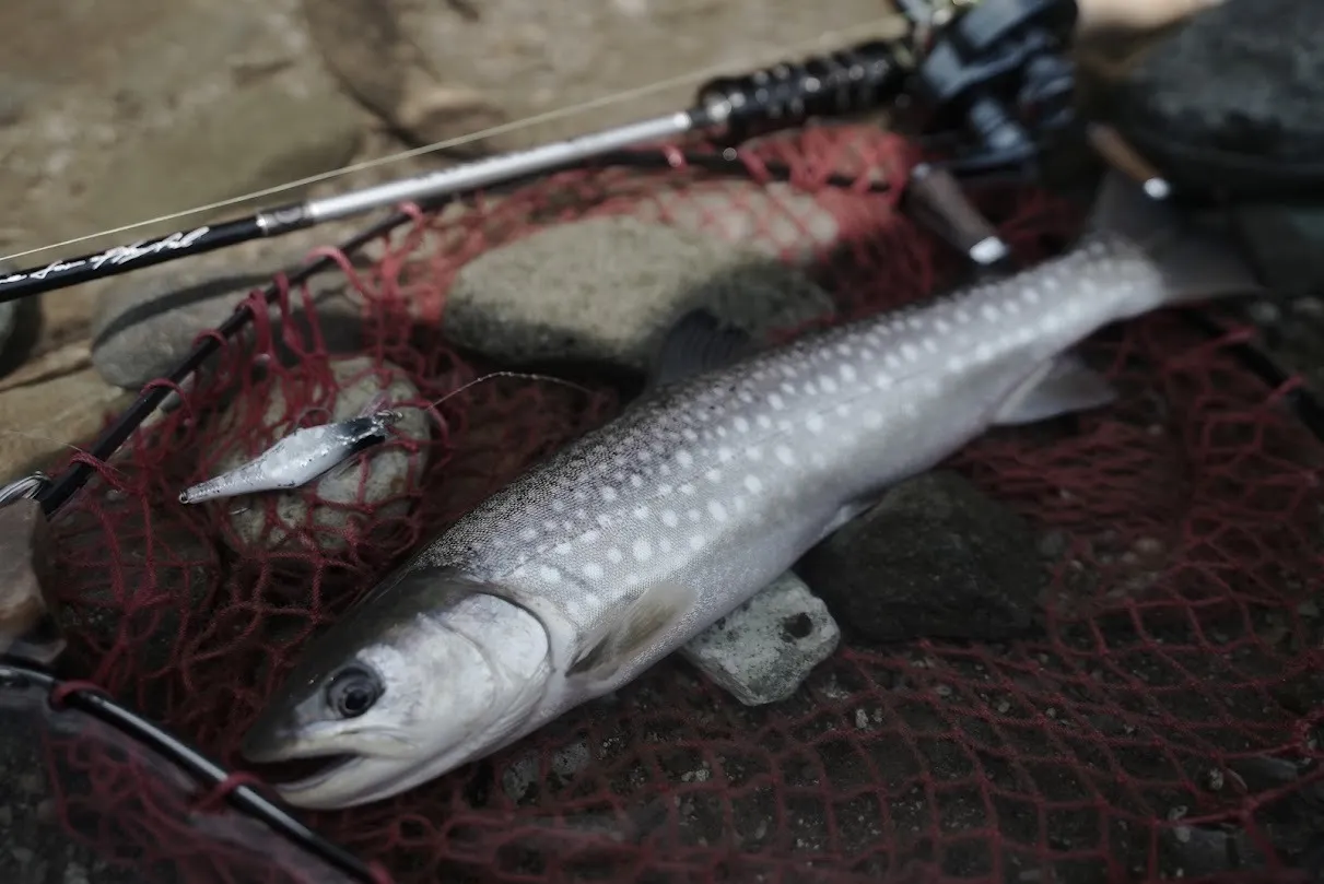 白老川水系のアメマス
