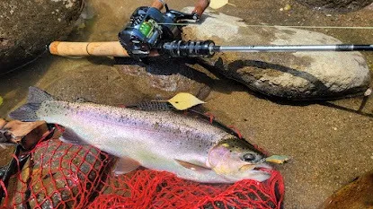 道央エリアのニジマス