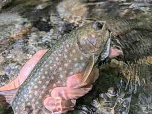 最後の山岳渓流釣行