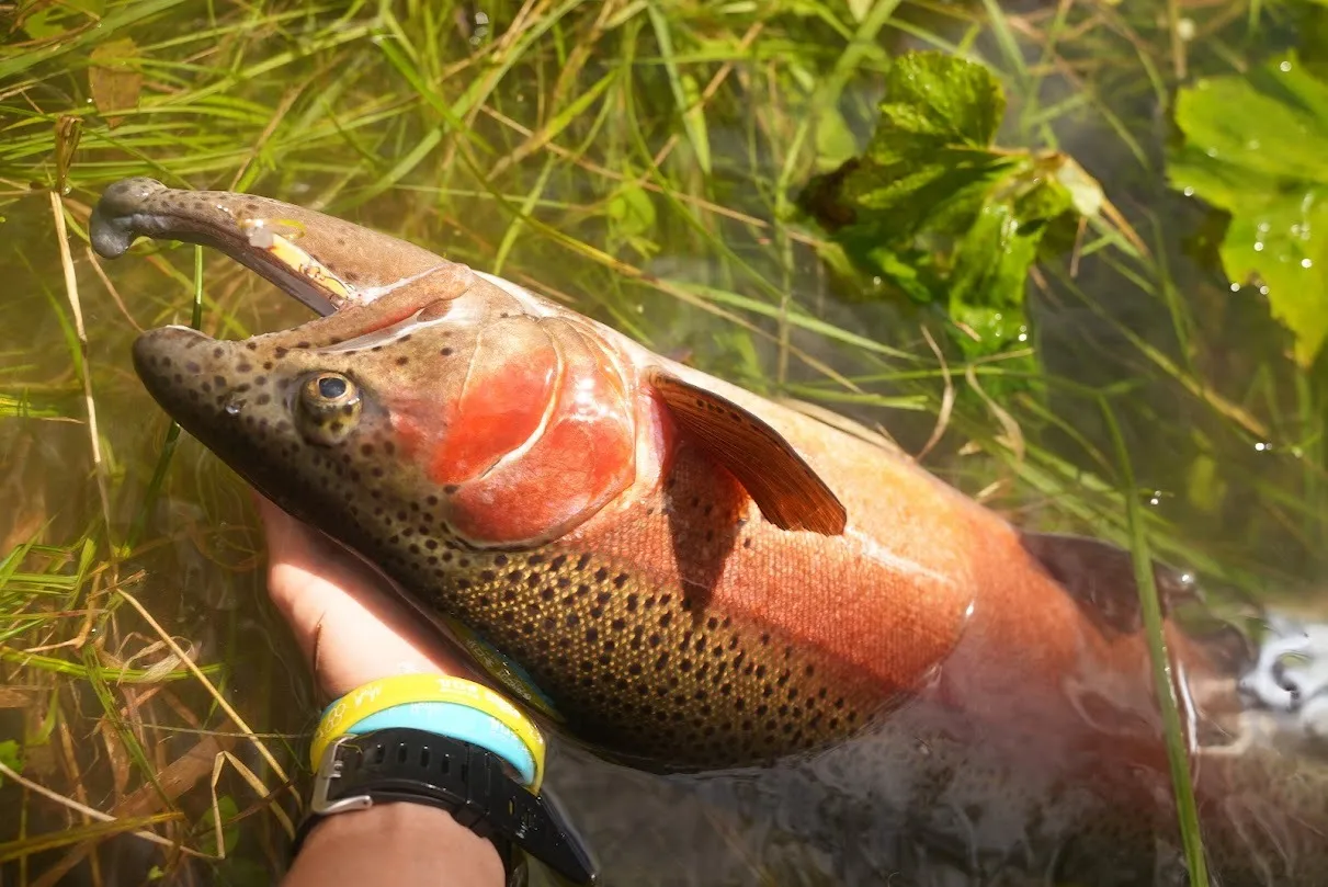 町内の主現る・・・