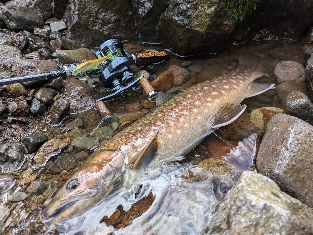 日本海のデカアメマス
