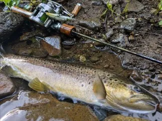 ブラウントラウト