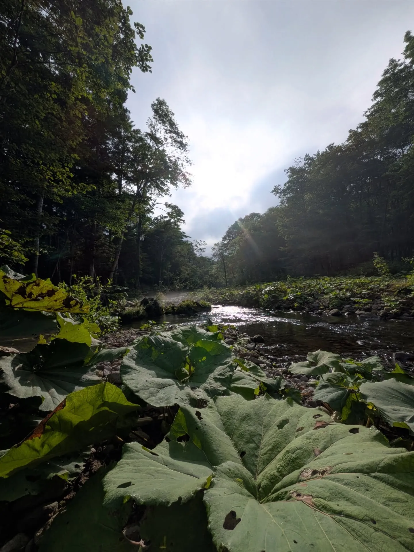 北海道の渓流釣りガイド予約受付中！！