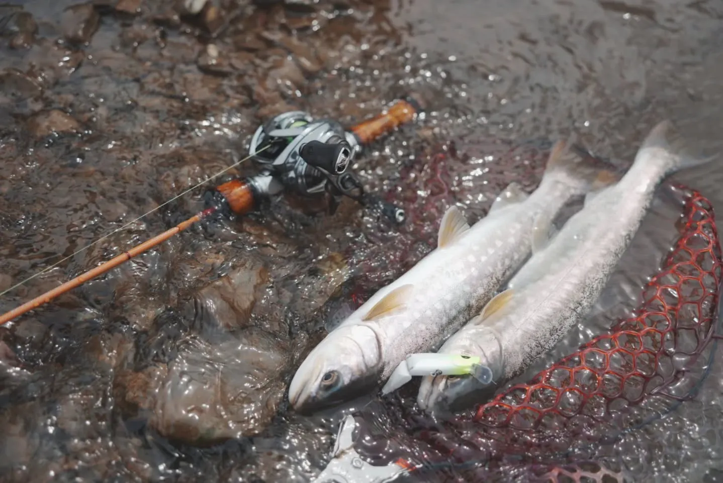 春はアメマスのシーズン。