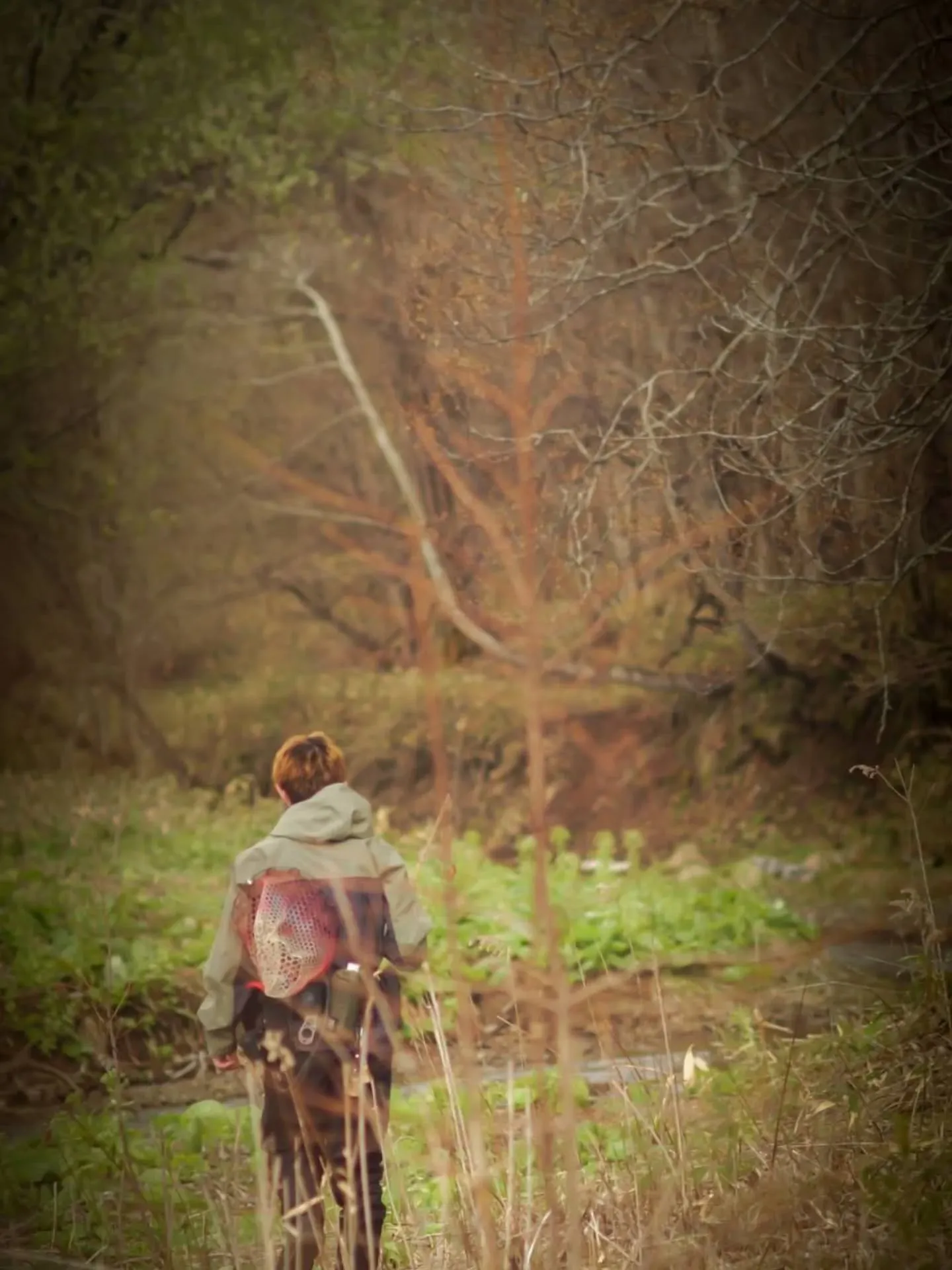 北海道の山も緑に色変わり。