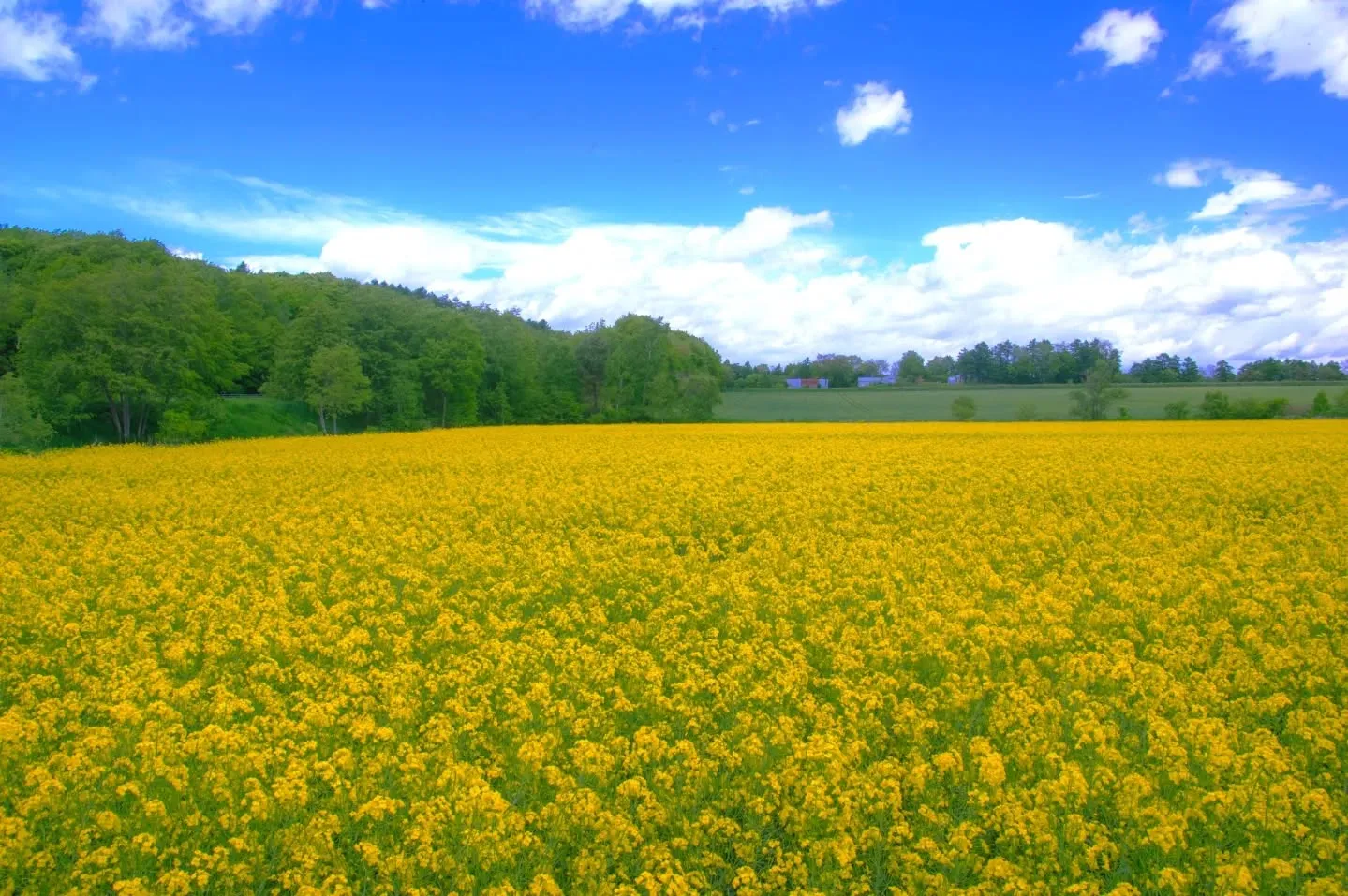 ヒトトキベースのすぐ隣町（安平町）の菜の花畑が満開です！
