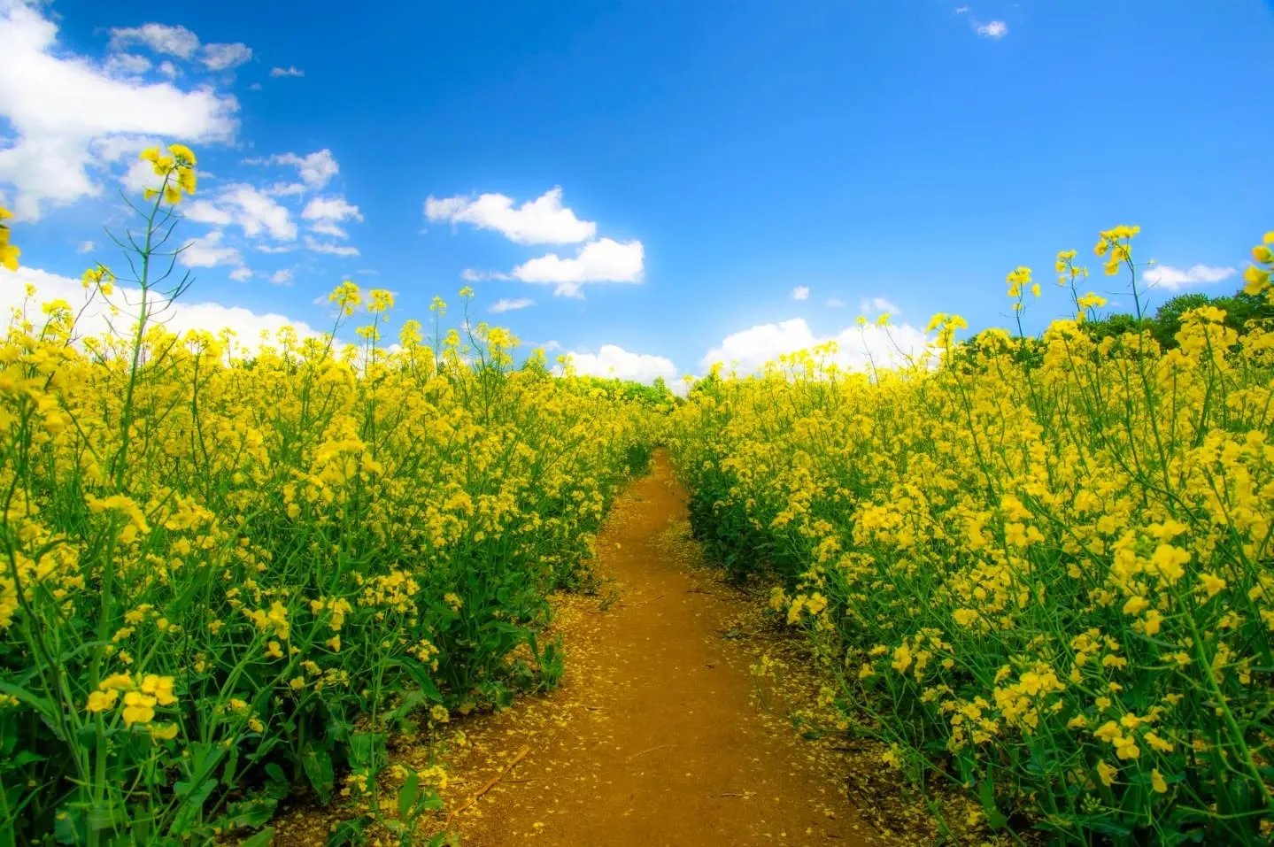 ヒトトキベースのすぐ隣町（安平町）の菜の花畑が満開です！