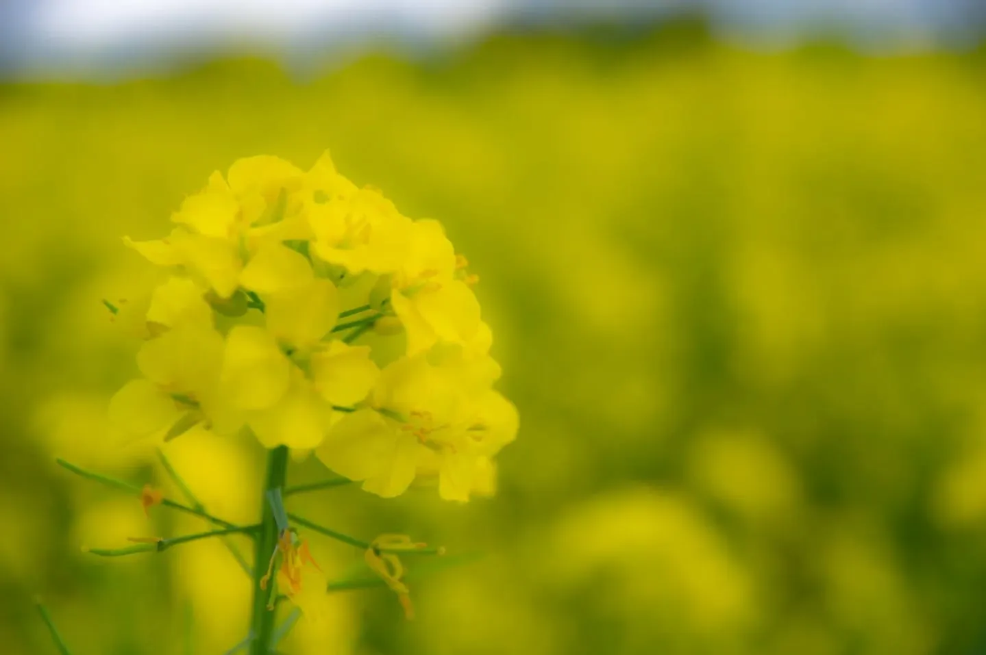ヒトトキベースのすぐ隣町（安平町）の菜の花畑が満開です！