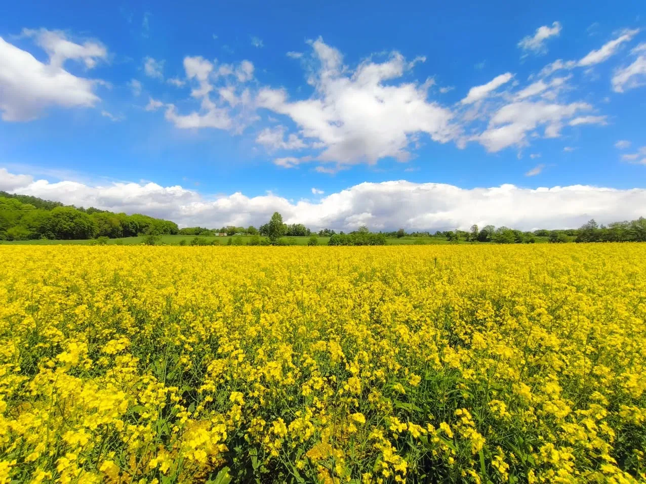 ヒトトキベースのすぐ隣町（安平町）の菜の花畑が満開です！