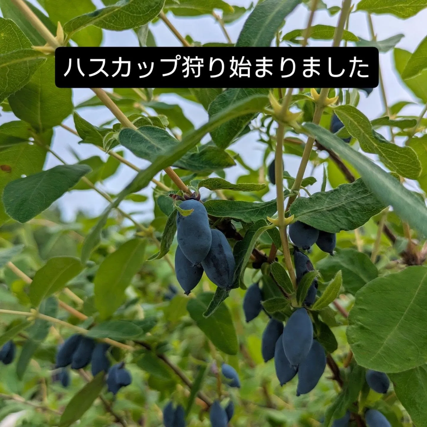 ハスカップ日本一の厚真町。