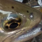 【北海道の渓流】シーズンによる主な対象魚と装備