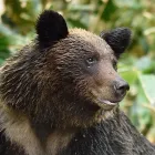ヒグマ対策